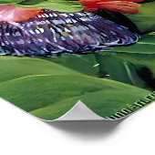 Poster Marianne Fruit du Nord de la Passion Fleur (Coin)