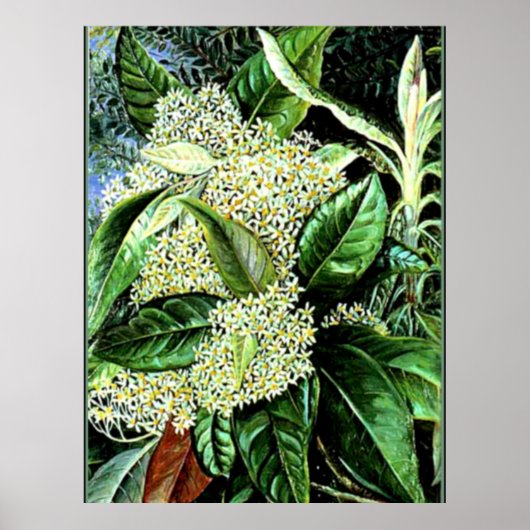 Poster Marianne Nord - Olearia argophylla (Devant)