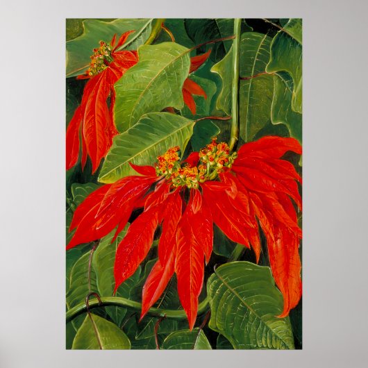 Poster Marianne Nord - Paysage exotique (Devant)