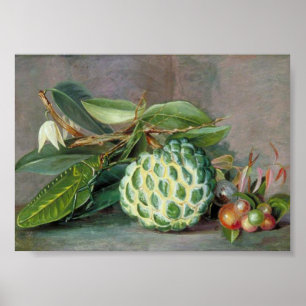 Poster Marianne North - Custard Apple Art
