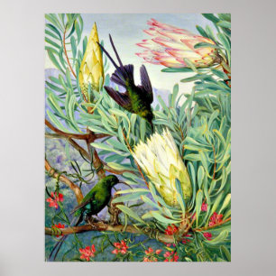 Poster Marianne North - Fleurs de miel et suceurs de miel