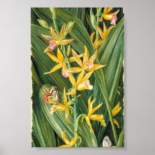 Poster Marianne North - Une orchidée et des papillons