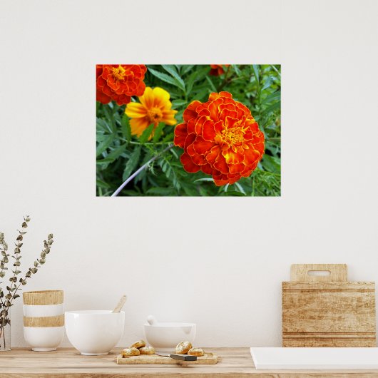 Poster marigold (Cuisine)