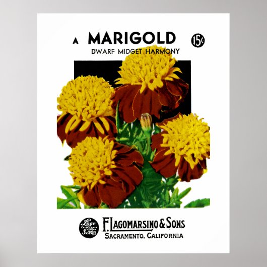 Poster Marigold (Devant)