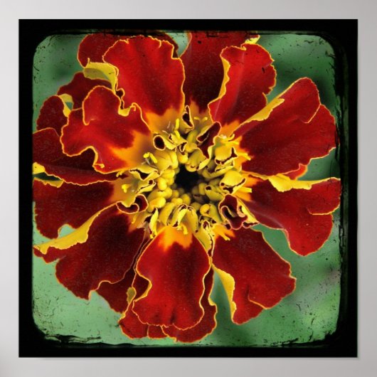 Poster Marigold 2 (Devant)