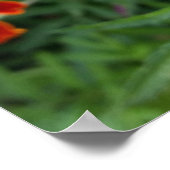 Poster marigold aux couleurs vives (Coin)