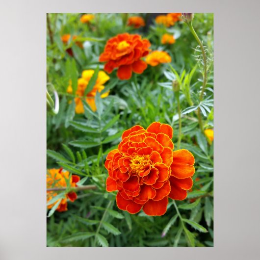 Poster marigold aux couleurs vives (Devant)