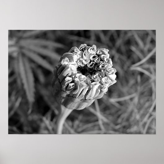 Poster Marigold Blossom (Devant)