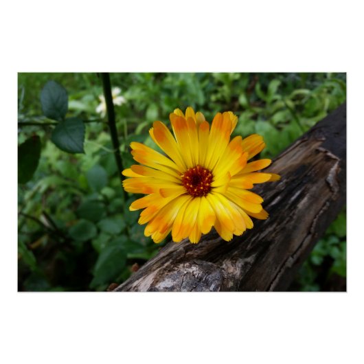 Poster marigold dans la forêt (Devant)