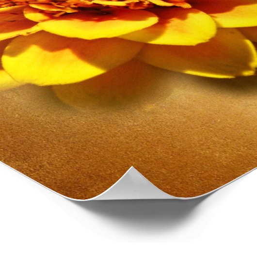 Poster Marigold Joy (Coin)