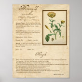 POSTER MARIGOLD MAGICK HERB (Devant)