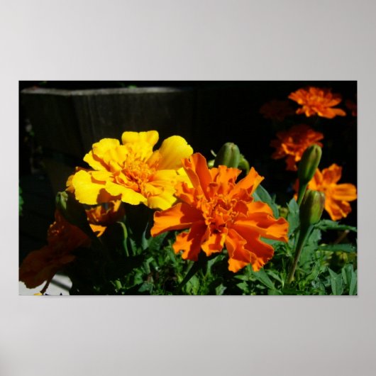 Poster marigold matin gloire (Devant)