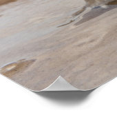 Poster Marina de Cane Toad Rhinella, anciennement Bufo (Coin)