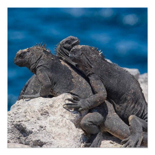Poster Marine Iguana (Devant)