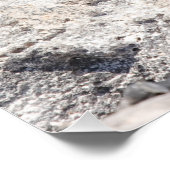 Poster Marine Iguana (Coin)