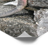 Poster Marine Iguana (Coin)