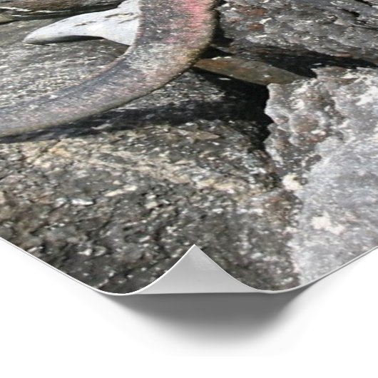 Poster Marine Iguana (Coin)