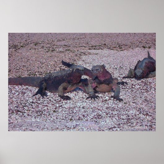 Poster Marine Iguana Face Hors (Devant)