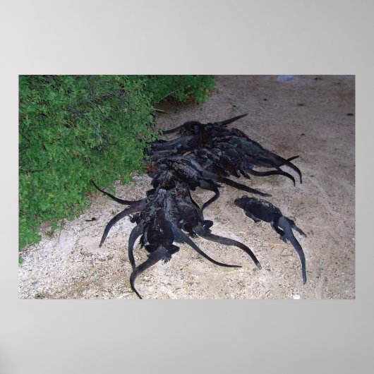 Poster Marine Iguana Pile (Devant)