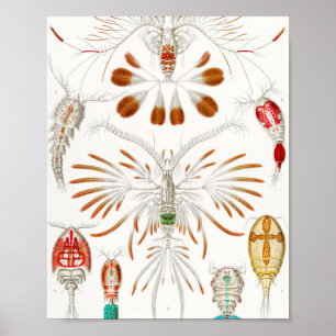 Poster Marine Life Crustacés, Copepoda par Ernst Haeckel