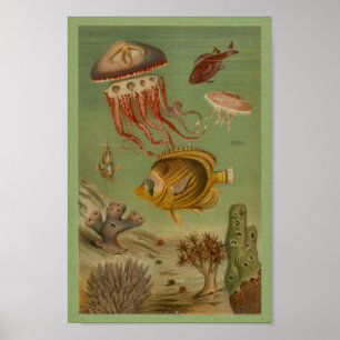 Poster Marine Life Jellfish, Poisson, Corail Print