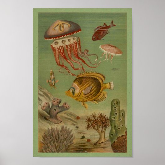 Poster Marine Life Jellfish, Poisson, Corail Print (Devant)