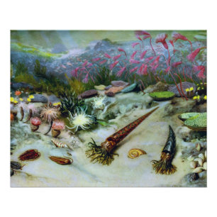 Poster Marine vintage - Coquillages, Poissons, Corail