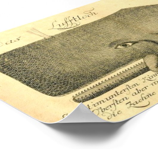 Poster Marines classiques - Baleine (Coin)