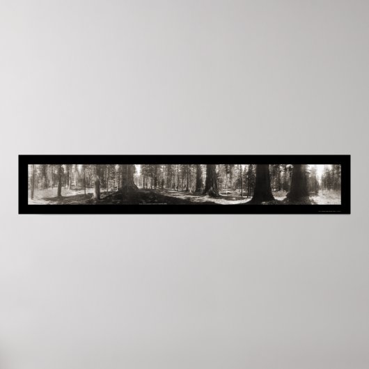 Poster Mariposa Big Tree CA Photo 1906 (Devant)