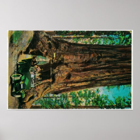 Poster Mariposa Big Tree Grove, Yosemite (Devant)