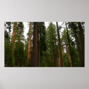 Poster Mariposa Grove dans le parc national de Yosemite