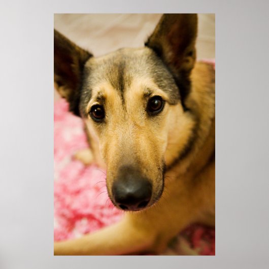 Poster Marley Cherry Blossom Pedales (Devant)