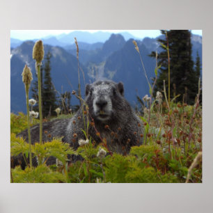 Poster Marmot dans le paradis