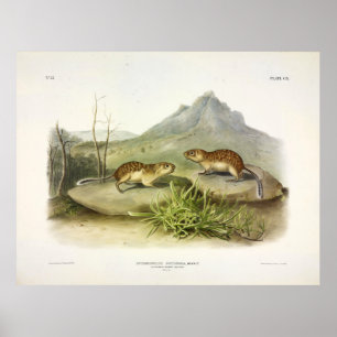 Poster Marmot-écureuil californien, escadron terrestre m