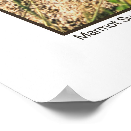 Poster Marmot Sun Salute (Coin)