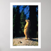 Poster Marmot Sun Salute (Devant)