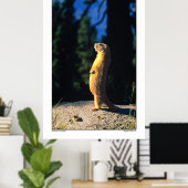 Poster Marmot Sun Salute (Bureau à domicile)