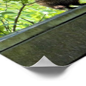 Poster Marmotte (Coin)