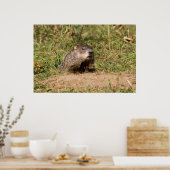 Poster Marmotte (Cuisine)