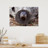 Poster Marmotte (Cuisine)