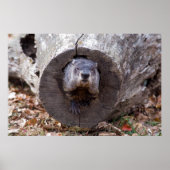 Poster Marmotte (Devant)