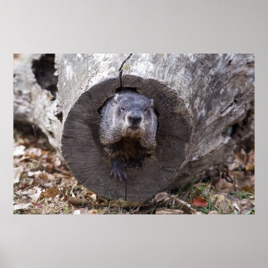 Poster Marmotte (Devant)