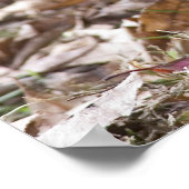 Poster Marmotte (Coin)