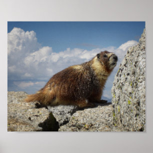 Poster Marmotte à ventre jaune