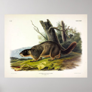 Poster Marmotte à ventre jaune, Chuck de rocher par Audub