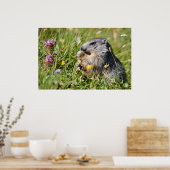 Poster Marmotte alpine (Cuisine)