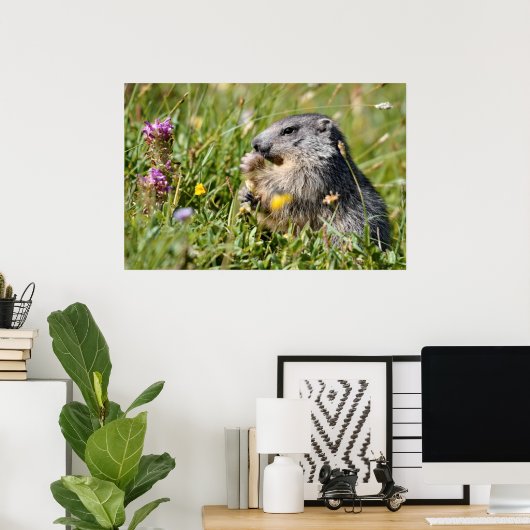 Poster Marmotte alpine (Bureau à domicile)