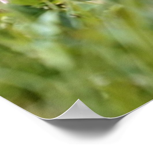 Poster Marmotte alpine (Coin)