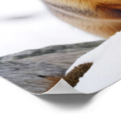 Poster Marmotte Animal Nature Faune Affection Soin (Coin)