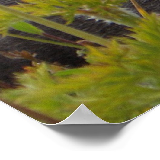 Poster Marmotte Au Paradis (Coin)